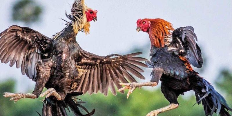 Cách vào kèo của đá gà cựa sắt tối ưu nhất