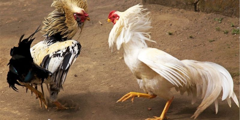 Các cửa cược thường gặp nhất trong đá gà cựa tròn