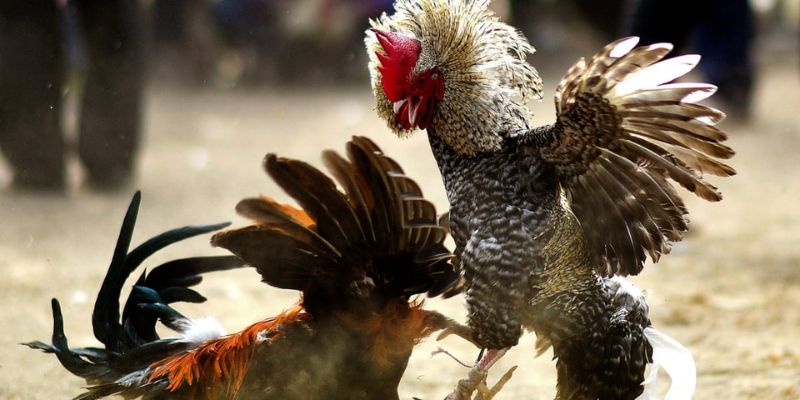 Vài điểm để nhận diện được thế gà đá xạ