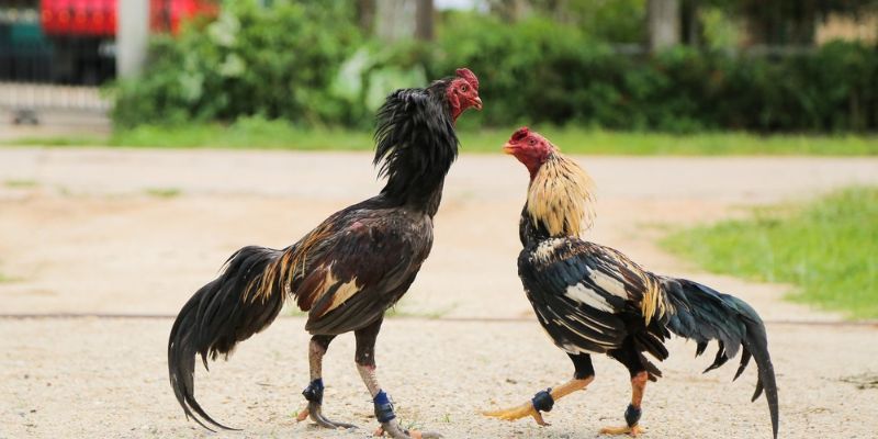 Ưu điểm nổi trội của thế gà đá xạ là gì?