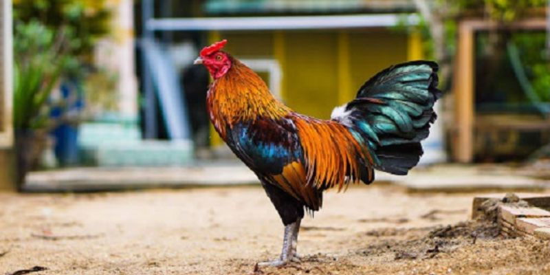 Cách tối ưu của dân chuyên khi chăm sóc các giống thế gà đá xạ