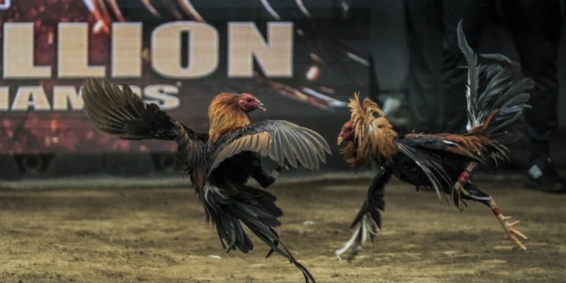 Điểm qua các loại vảy gà chọi độc thông dụng nhất
