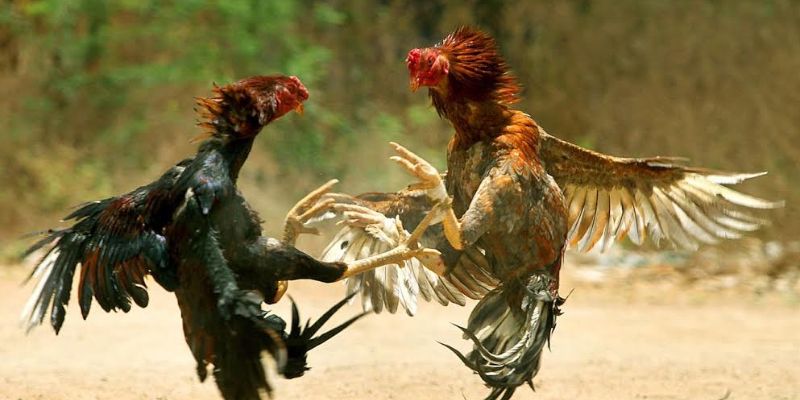 Đánh giá và sử dụng các loại vảy gà chọi độc tối ưu